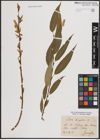 Foto von Salix fragilis L.